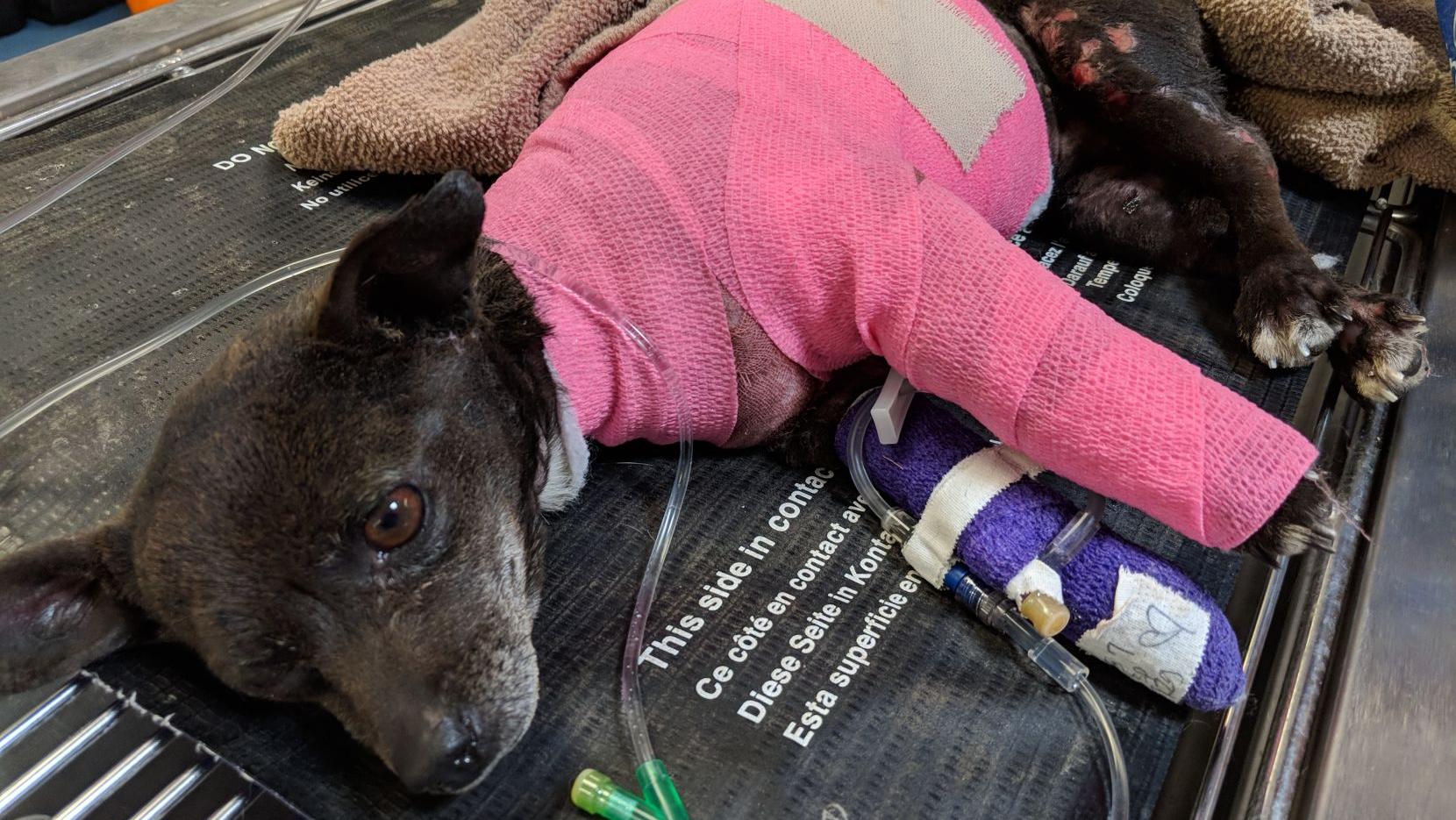 Tucson woman accused of setting family dog, home on fire